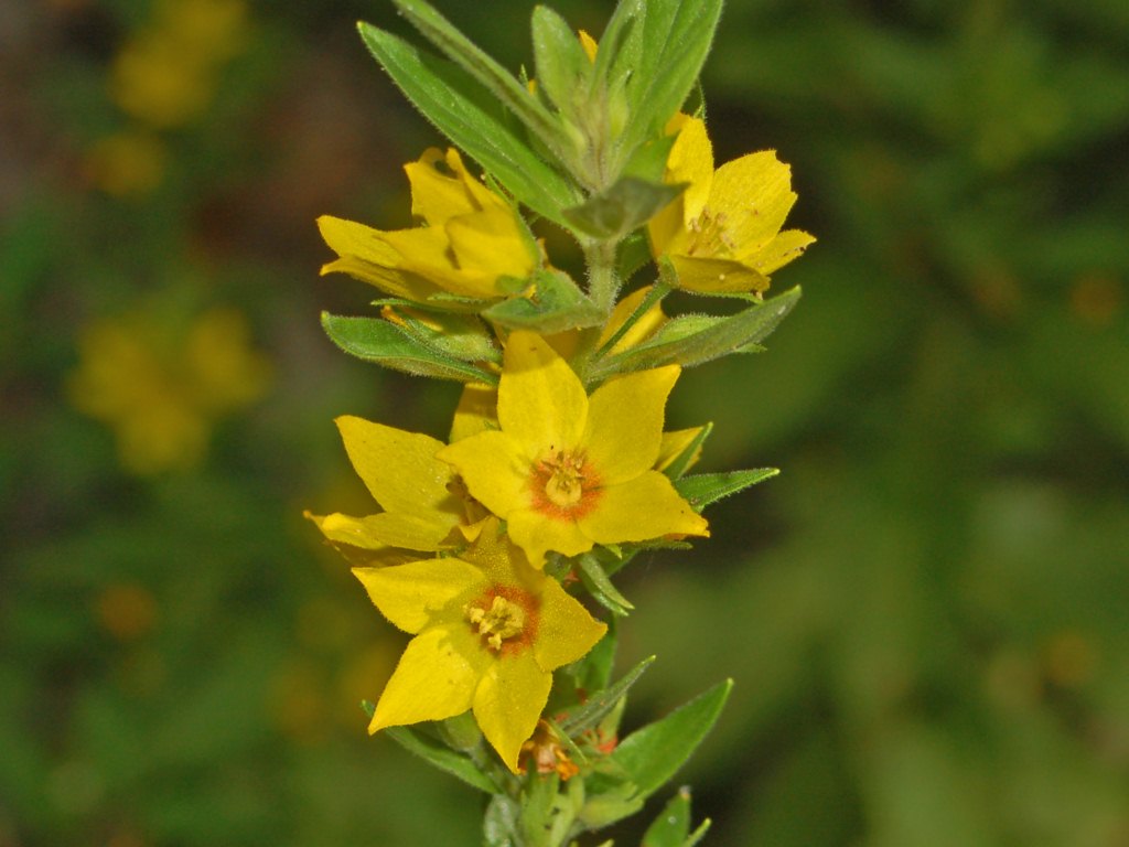 Lysimachia punctata / Mazza-d''oro punteggiata